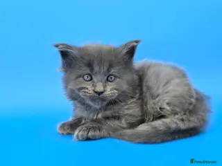 Maine Coon cats Tica Beautiful Maine Coon Kittens - Advert 4