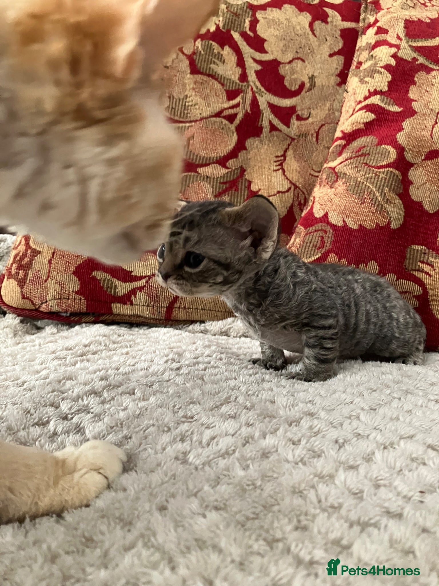 Devon Rex cats for sale:  GCCF registered pedigree Devon Rex kittens - Advert 1