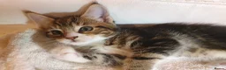 Maine Coon cats for sale: 5 Lovely Maine Coon cross kittens for sale - Advert 21