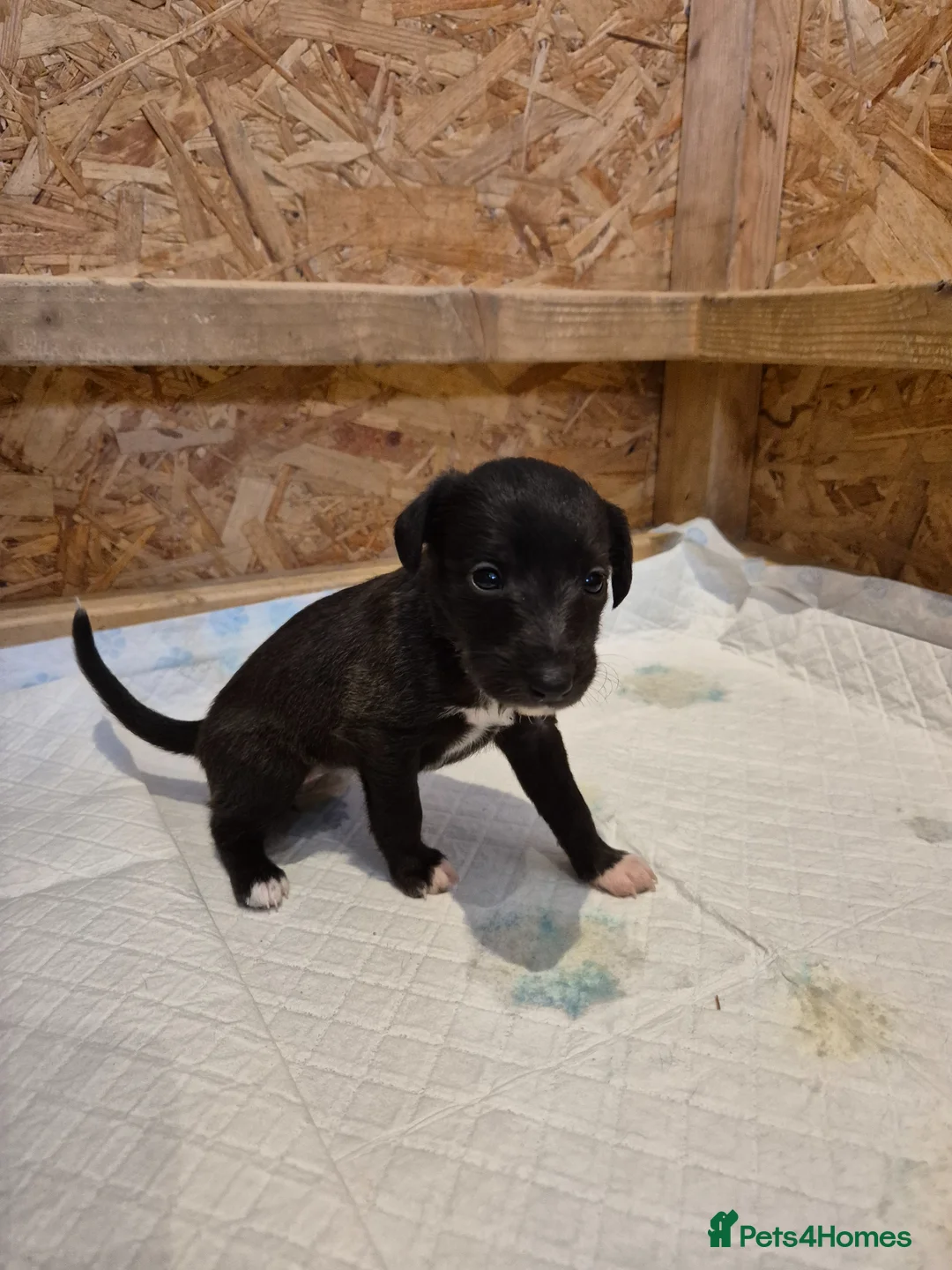 Mixed Breed dogs for sale: Whippet x Bedlington in Clevedon - Advert 12