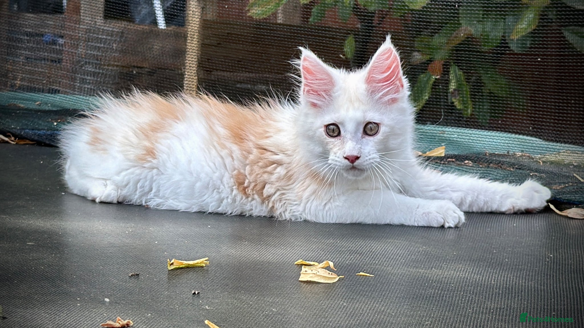 Maine Coon cats for sale: Male Maine Coon Pedigree Kitten. GCCF. Red Smoke - Advert 2