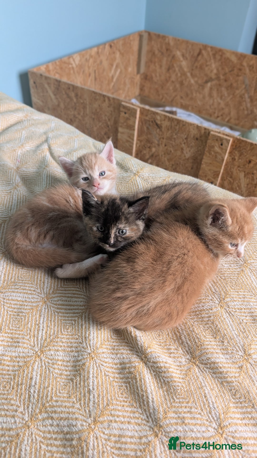 Maine Coon cats for sale: Main coon cross with British short hair - Image 5