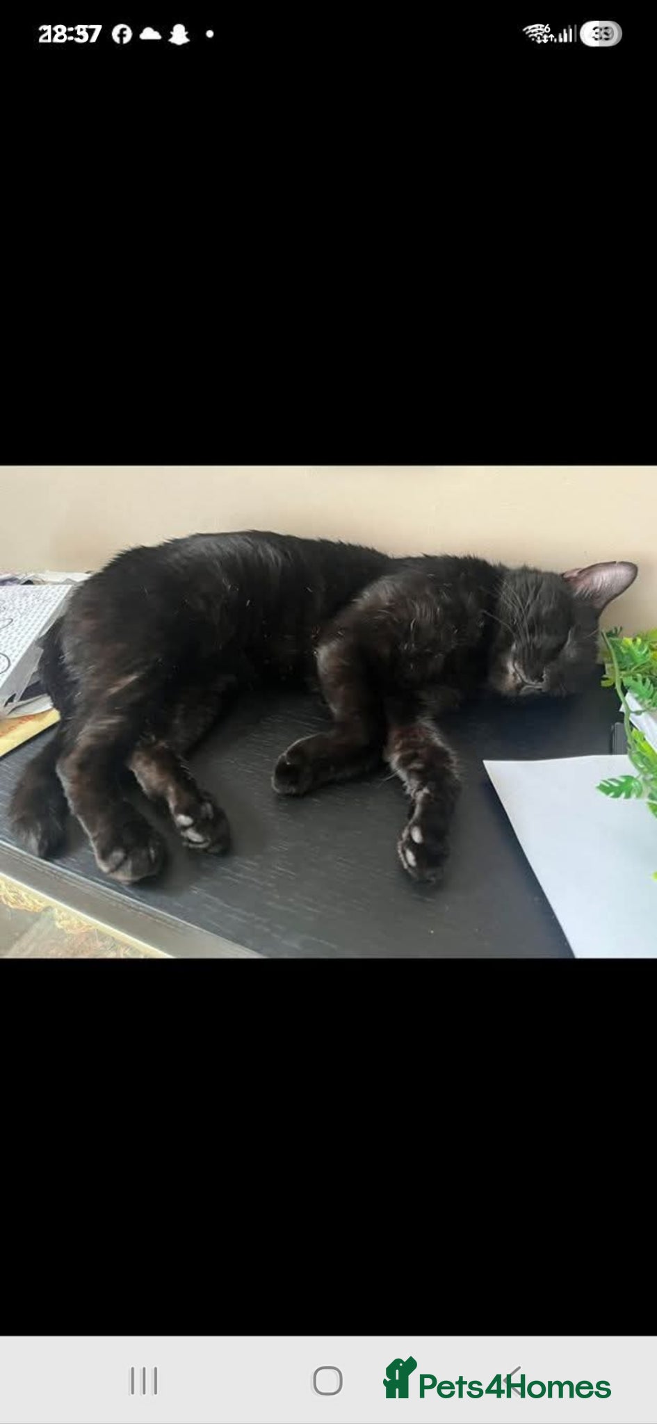 Mixed Breed cats Buddy  - Advert 1