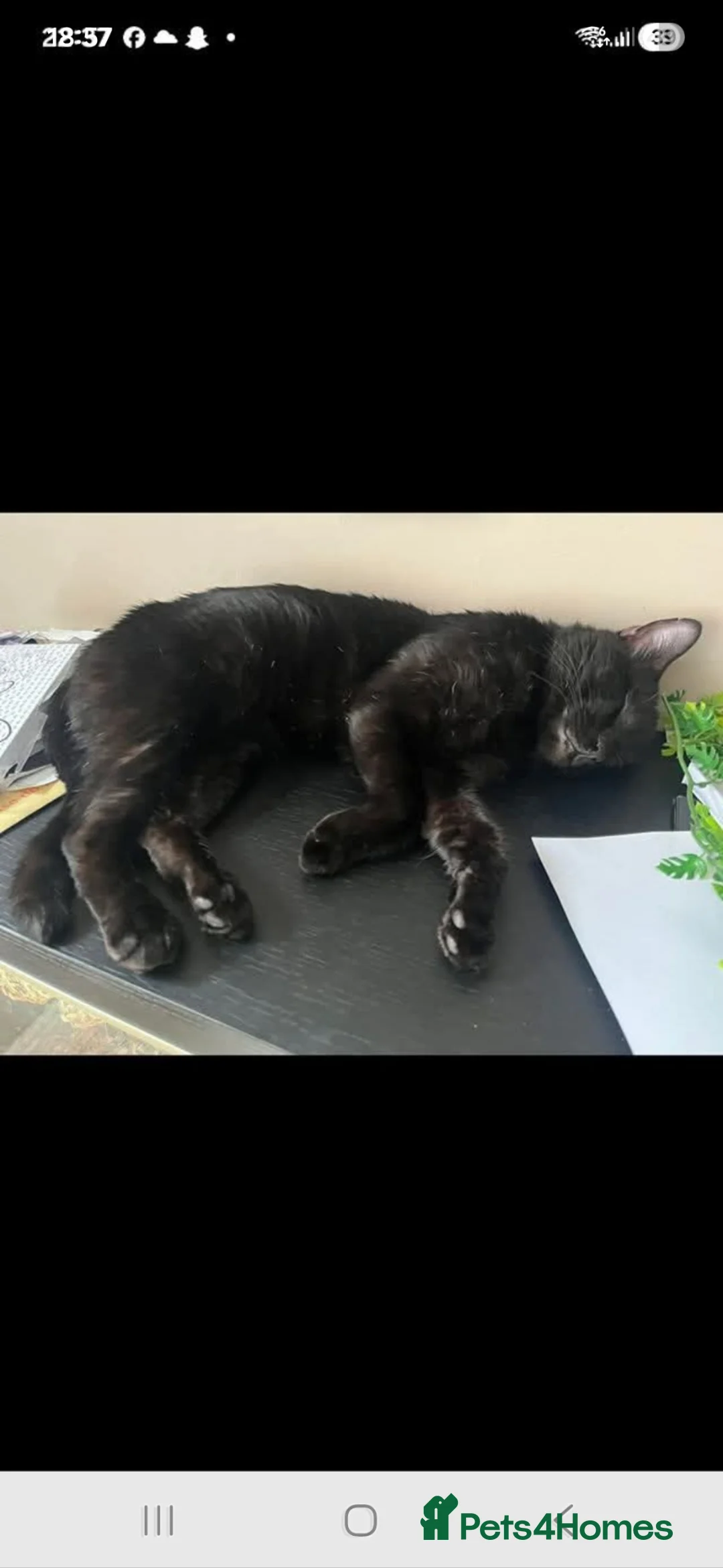 Mixed Breed cats for sale: Buddy  in Doncaster - Advert 1