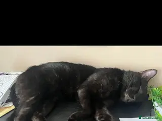 Mixed Breed cats Buddy - Advert 15