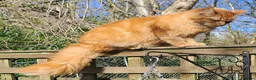 Mixed Breed cats for sale: Large Long Haired Kittens  Looking for good homes  - Advert 7