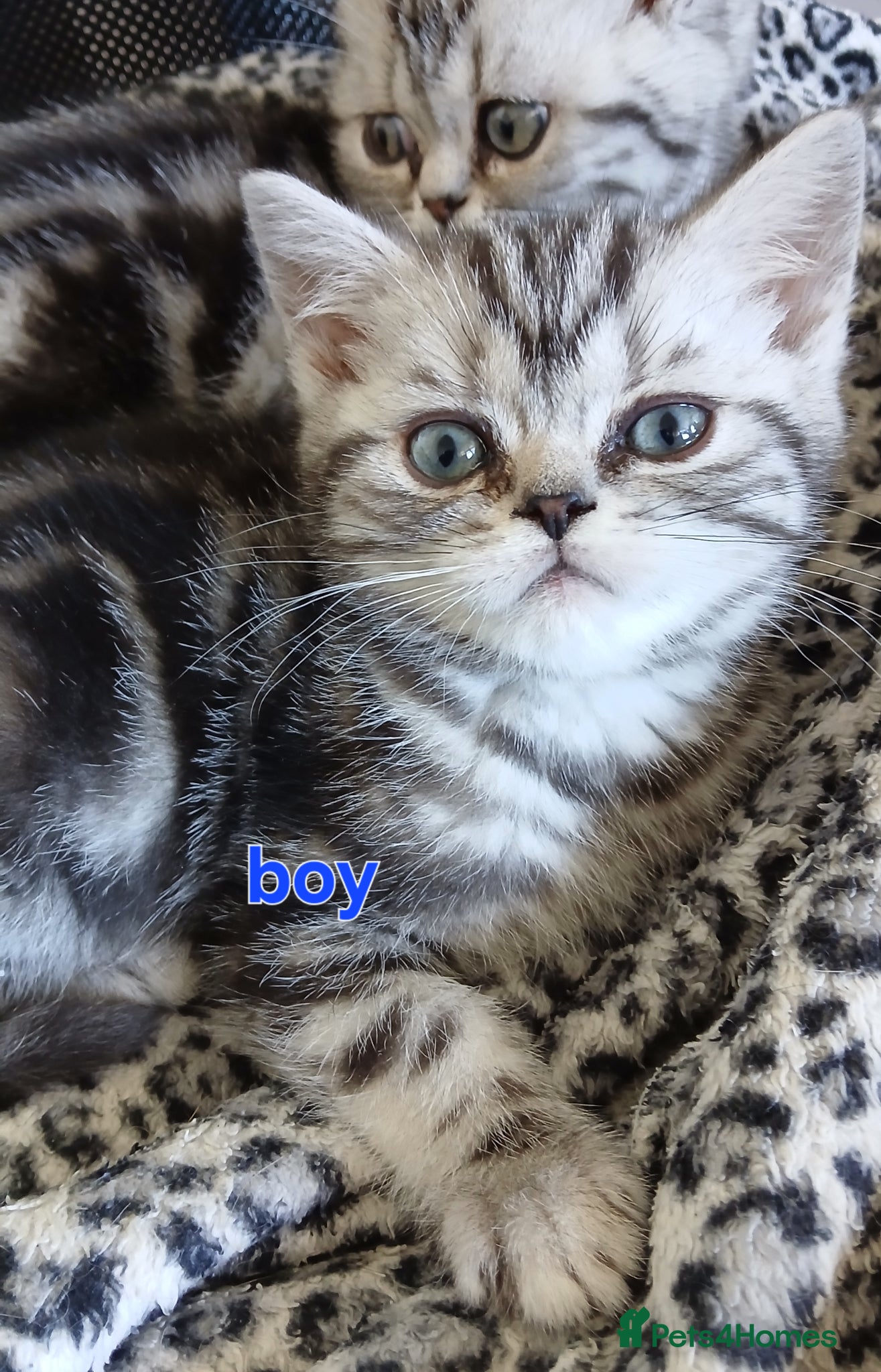 British Shorthair cats Bsh. Silver clasic tabby .Boy. - Advert 17