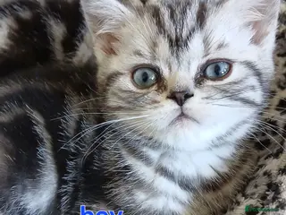 British Shorthair cats Bsh. Silver clasic tabby .Boy. - Advert 17