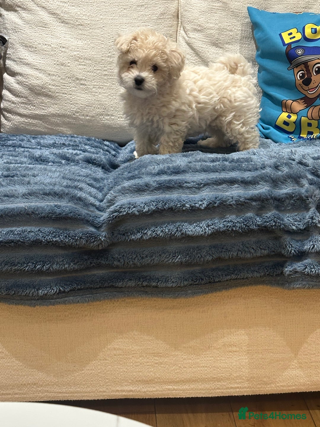 Maltipoo dogs for sale: 8 Week Maltipoo Puppy - Image 2