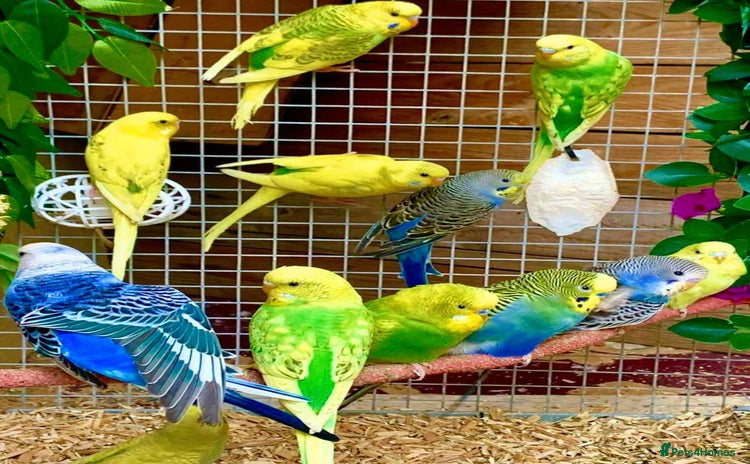 Budgerigars birds - Advert 14