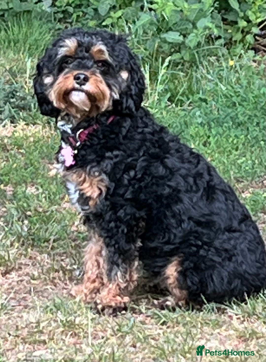 Cavapoo dogs for sale: Cavapoo  - Image 9