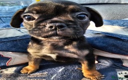 Frug dogs for sale: Frug puppies - Image 4