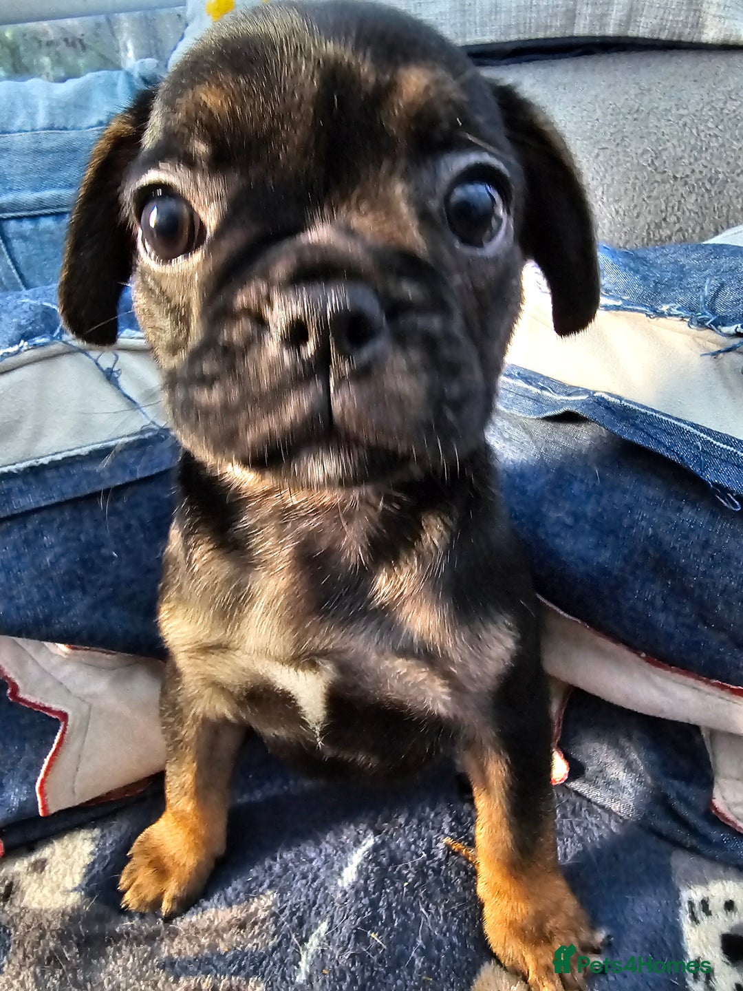 Frug dogs for sale: Frug puppies - Image 4