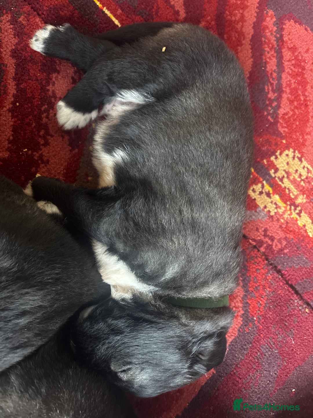 Caucasian Shepherd Dog dogs for sale: Caucasian Shepherds  - Advert 18