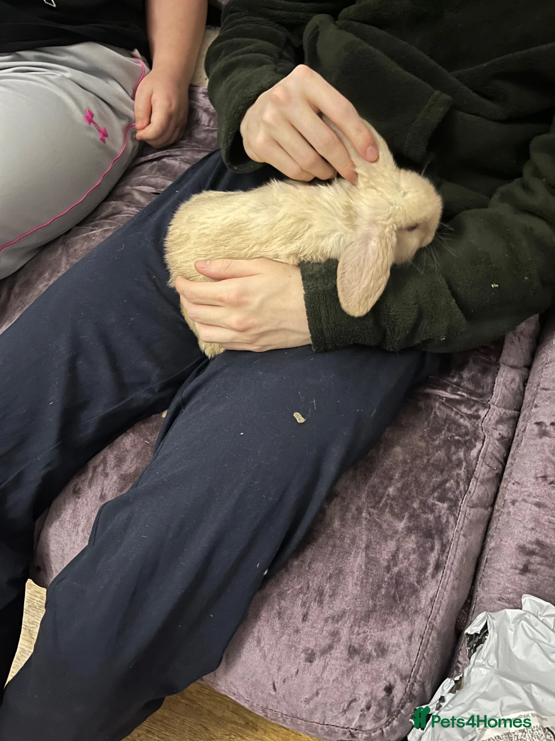 Mini Lop rabbits for sale: Cute lop bunny only 4 months old  - Advert 3