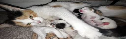 Mixed Breed cats for sale: 4 Kittens For Sale - Advert 4