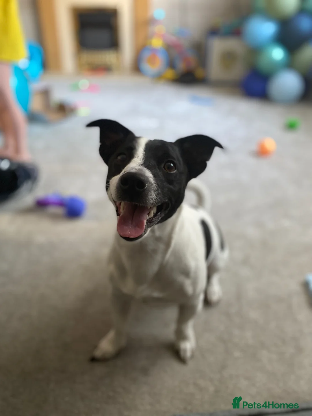 Gallery Image {{count}}