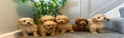 Coton De Tulear dogs for sale: COTON NOODLES PUPPIES READY NOW  - Advert 11