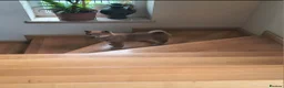 Japanese Shiba Inu dogs for sale: Pure Breed Japanese Shiba Inu Puppies  in Goole - Advert 17