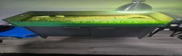 Hermann Tortoise reptiles for sale: western dwarf hermann tortoise in Clacton-on-Sea - Advert 2