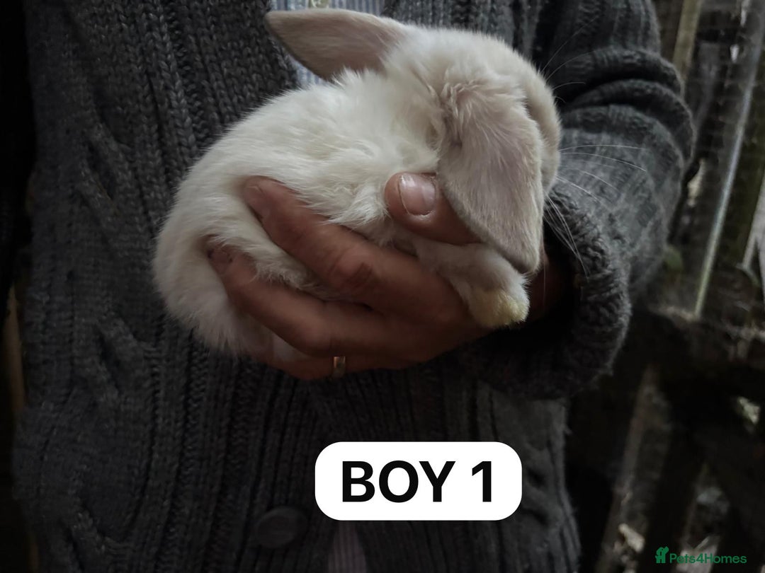 Mini Lop rabbits for sale: Friendly, Handled, Beautiful Baby Bunnies for Sale - Image 36