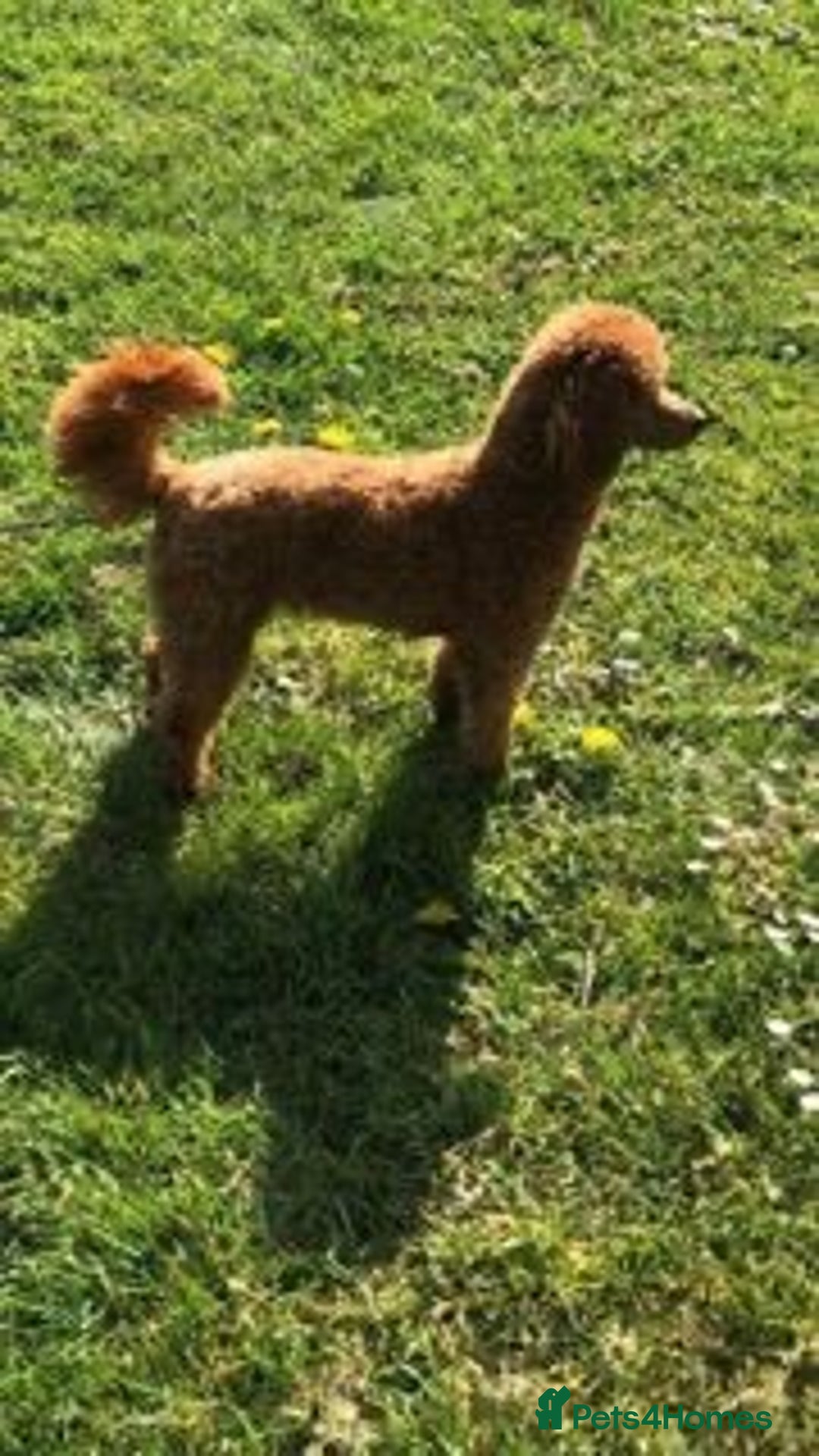 Cockapoo dogs for sale: ADORABLE COCKAPOO PUPPIES  - Advert 23