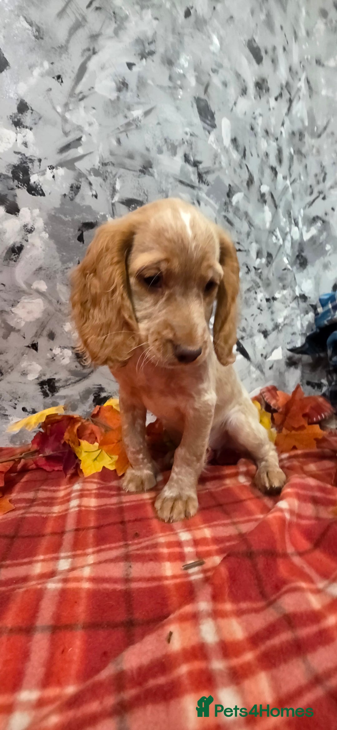 Cocker Spaniel dogs for sale: Working Cocker Spaniel  - Image 8