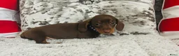 Miniature Dachshund dogs for sale: Beautiful miniature dachshund puppies - Advert 12