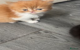 Persian cats for sale: Litter of beautiful Persian kittens   - Image 5