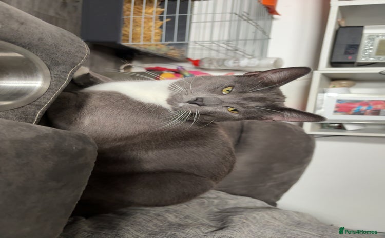 Russian Blue cats - Advert 11