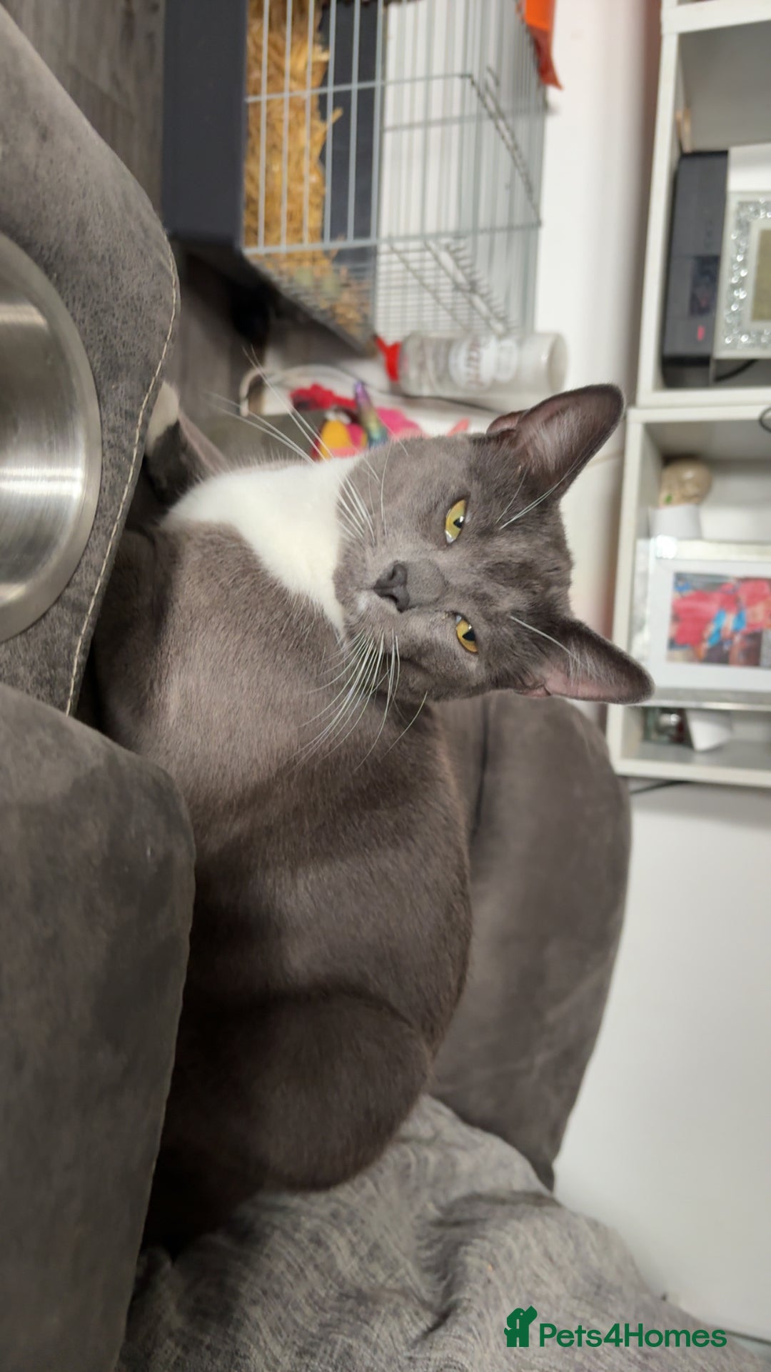 Russian Blue cats for sale: Male Russian blue cat - Image 1