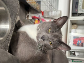 Russian Blue cats for sale - Advert 1