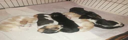 Basset Hound dogs for stud: Basset Hound Proven Stud - Advert 28