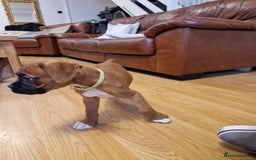 Boxer dogs for sale: FINAL PUP (PINK), READY TO GO KC reg bobtail boxer - Advert 14