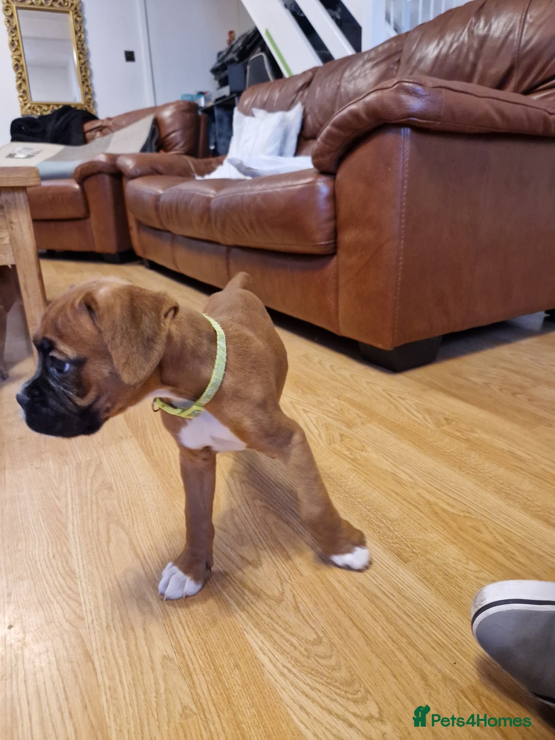 Boxer dogs for sale: FINAL PUP (PINK), READY TO GO KC reg bobtail boxer - Advert 14