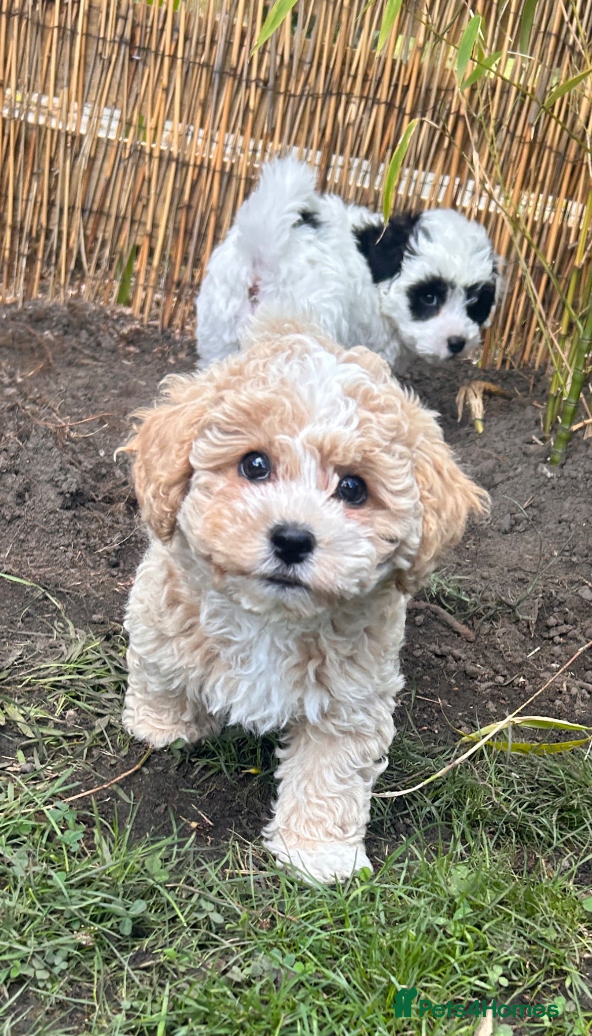 Shihpoo dogs ❤️Beautiful Shihpoos Available❤️🐶 - Advert 1