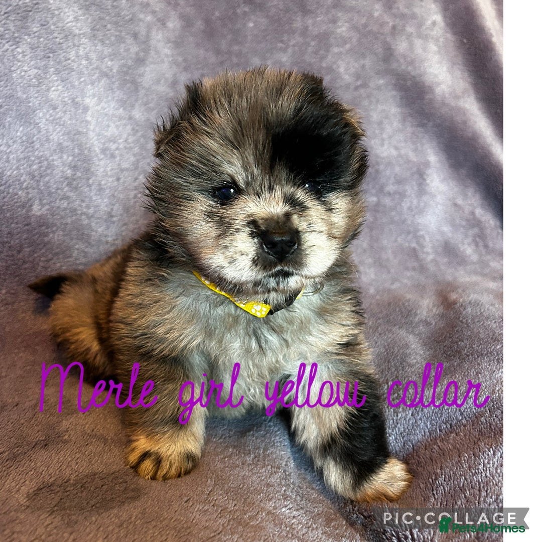 Chow Chow dogs for sale: Stunning chow chow puppies  - Advert 16