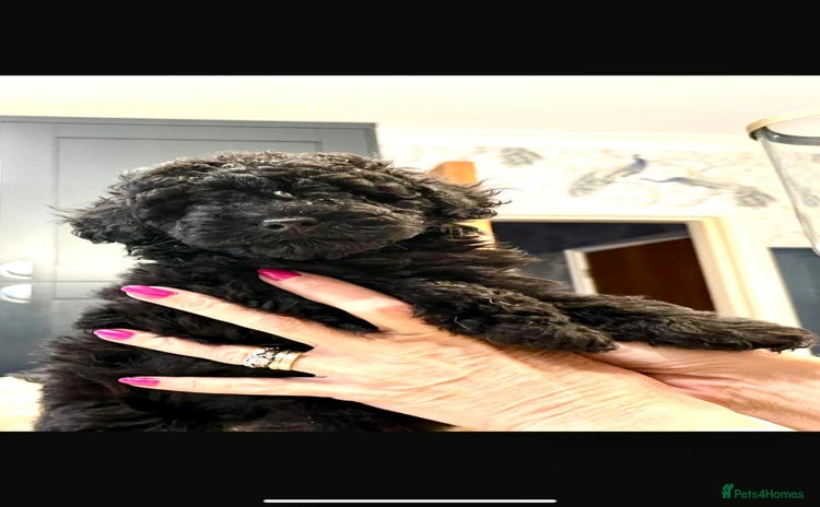 Toy Poodle dogs - Advert 14