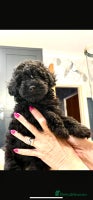 Toy Poodle dogs - Advert 12