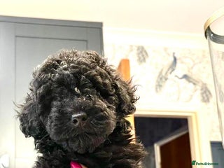 Toy Poodle dogs - Advert 11