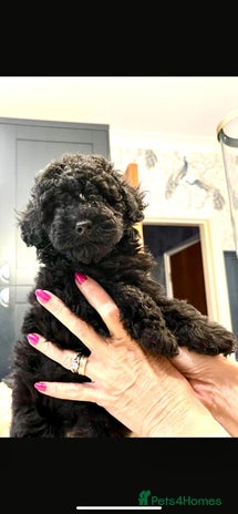 Toy Poodle dogs - Advert 14