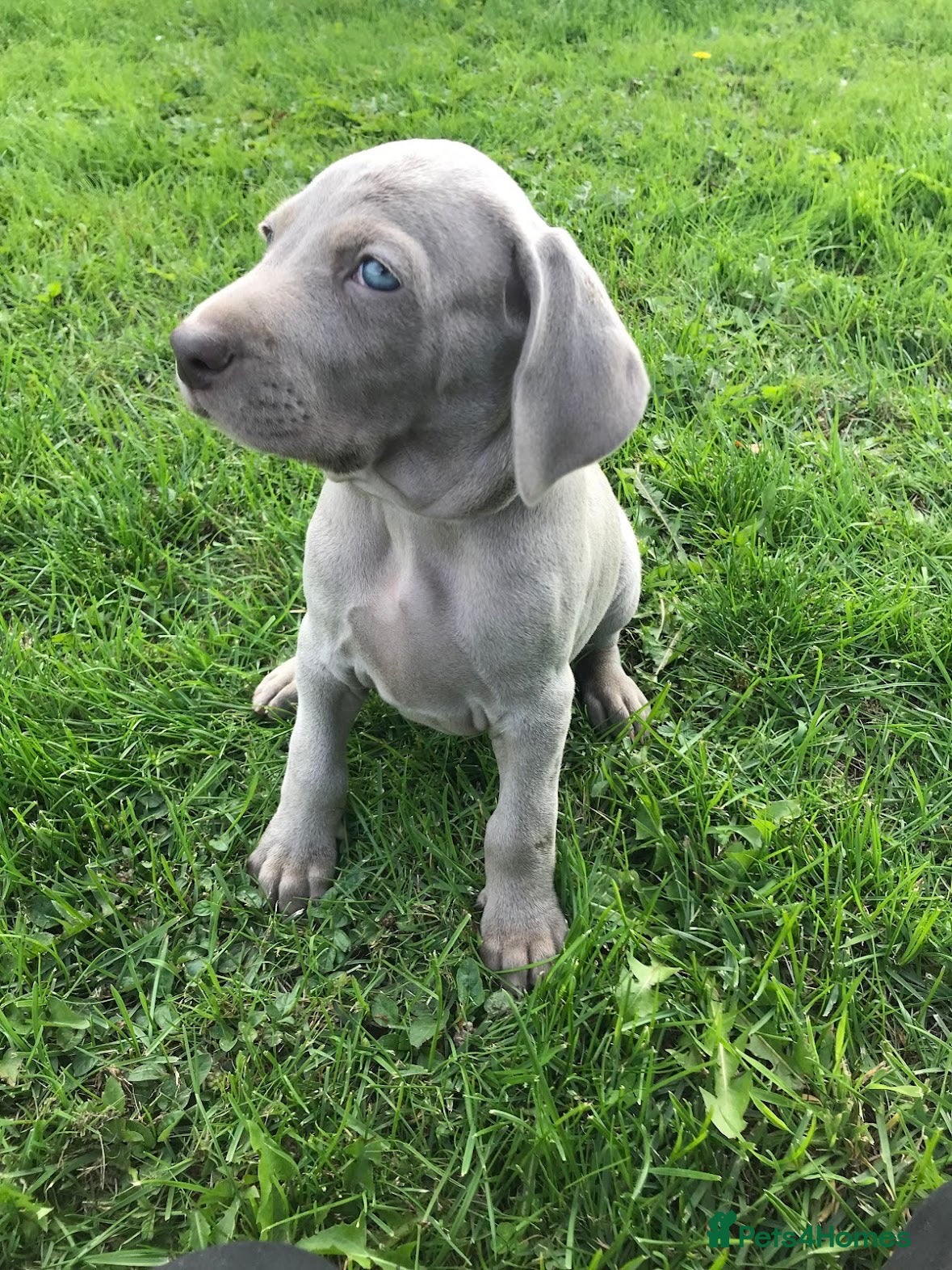 Weimaraner dogs 12 week boy ready for his forever home. - Advert 2