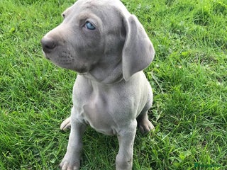 Weimaraner dogs - Advert 1