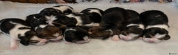 Beagle dogs for sale: Champion Bred Puppies (KC Reg) in Matlock - Advert 9