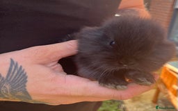 Mini Lop rabbits for sale: A Mix of Mini lop and Mini Lion Lop - Image 13