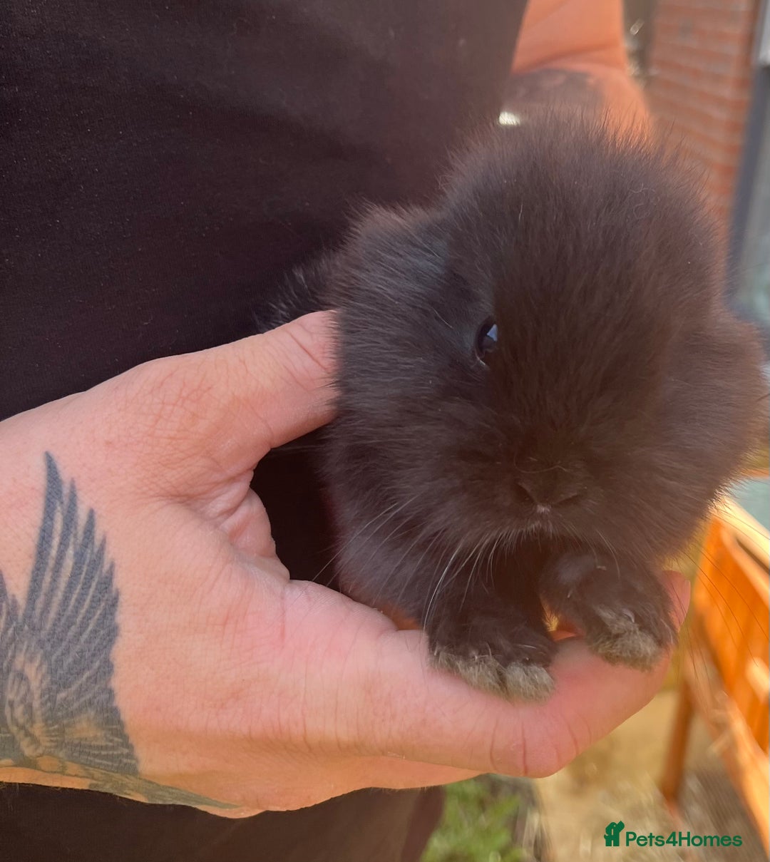 Mini Lop rabbits for sale: A Mix of Mini lop and Mini Lion Lop - Image 13