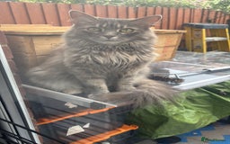 British Longhair cats for sale: Adult long hair cats - Image 1