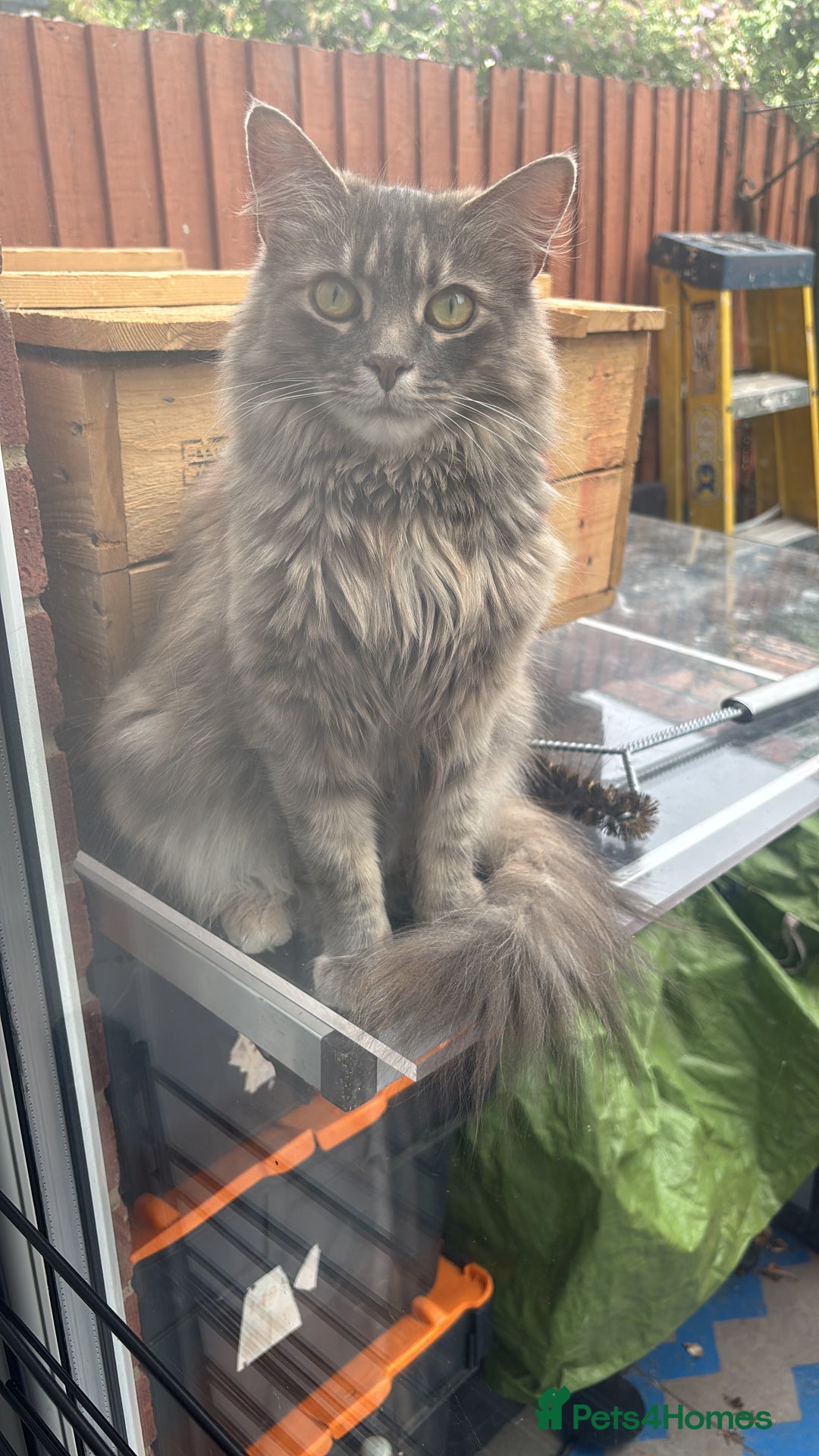 British Longhair cats for sale: Adult long hair cats - Image 1