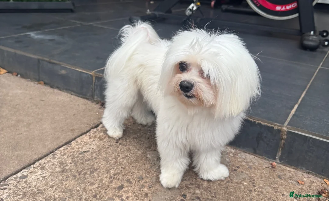 Maltese dogs for stud: ✨ 🐾Gorgeous stud dog available ✨🐾 - Advert 2