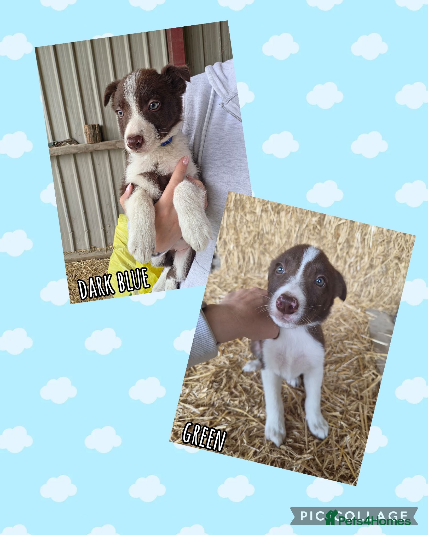 Border Collie dogs ISDS Registered Border Collie Puppies - Advert 15